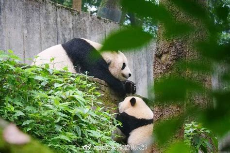 Giant Panda Pang Da Hai With Mama Ying Hua At Bifengxia In 2018