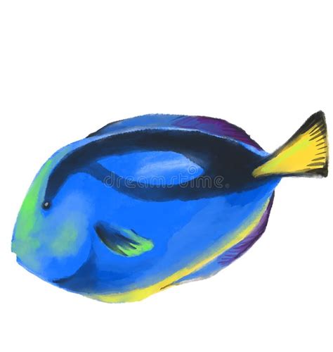 Blue Tang Tropical Colorful Fish Watercolor Painting Illustration Dory