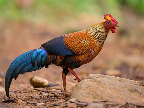 78 Best Images About Junglefowl On Pinterest Forests Hens And Sri Lanka