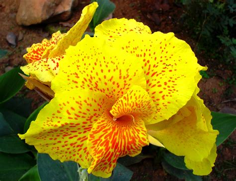 We did not find results for: Yellow Flowers | Braman's Wanderings