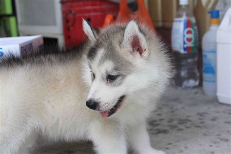 Like all huskies, the red husky has a big personality that often gets them in trouble. LovelyPuppy: Male Siberian Husky Puppy