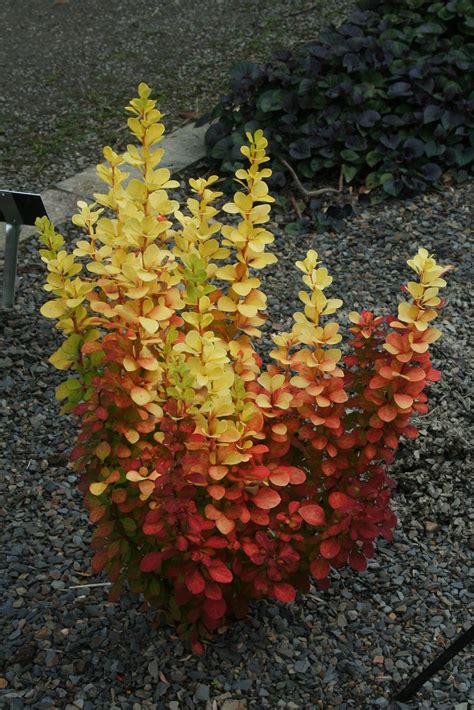 Berberis Thunbergii Golden Torch Pol2010 Flickr