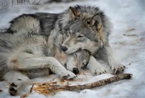 Pin By Amanda Mckeegan On Animals Wiley Wolves Wolf Dog Wolf Mates