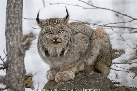 Wildlife Wednesday Alaskas Lynx — Alaska Wildlife Alliance Awa