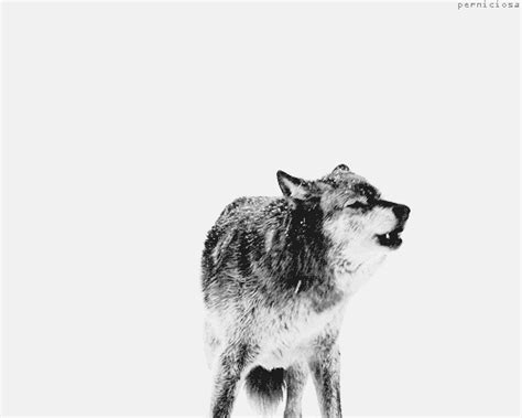Everything Wolf