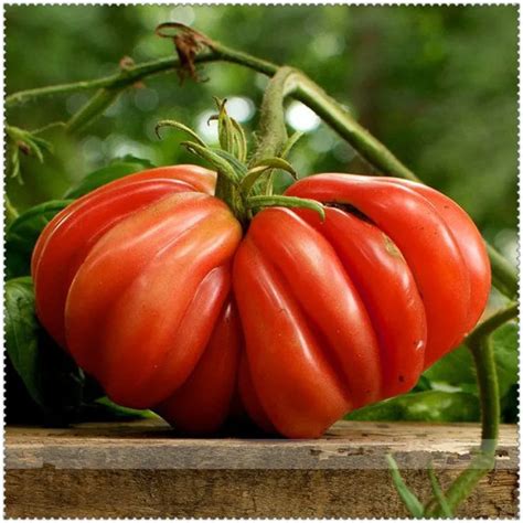 Sale 200pcs Giant Tomato Plants Organic Heirloom Vegetables Perennial