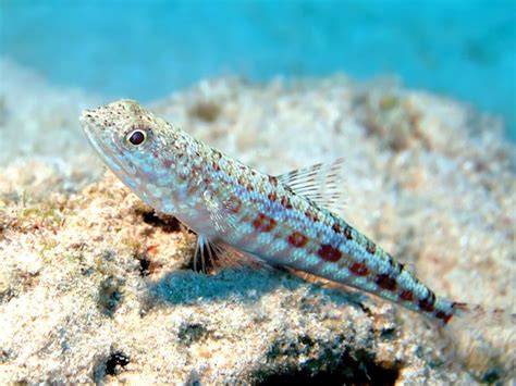 Lizardfish Deep Sea Carnivorous Bottom Dweller Britannica