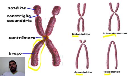 Resumos De Biologia O Ncleo E Os Cromossomos