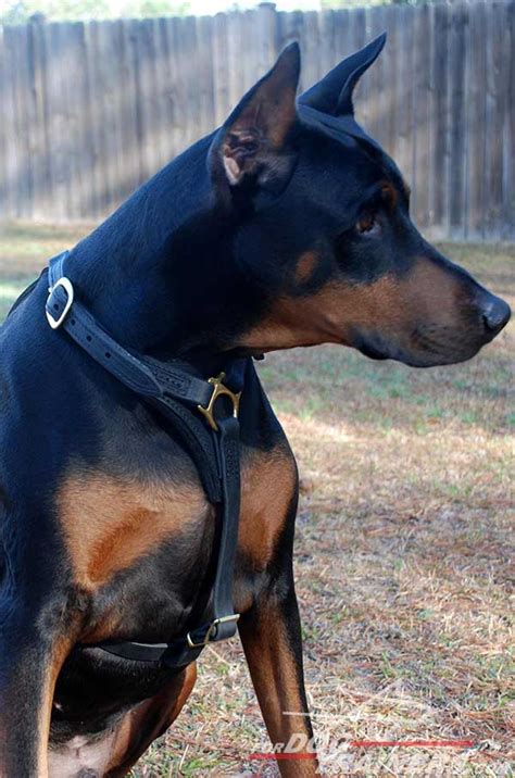 Doberman Tracking Dog Harness Leather Harness For Doberman H31073