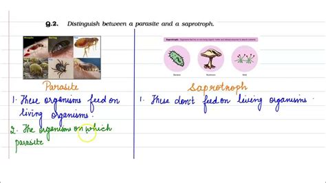 Q 2 Distinguish Between Parasite And Saprotroph Ncert Class 7th Youtube