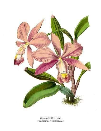 Botanical Print By Paxton Of Walker S Cattleya Orchid Flores Bot Nicas Desenho Bot Nico