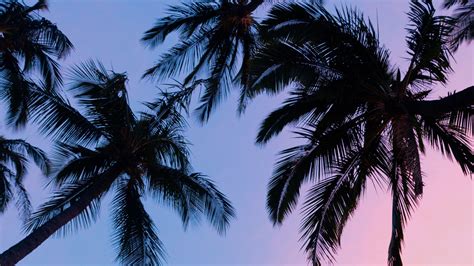 Download Wallpaper 3840x2160 Palms Sunset Bottom View Branches Sky