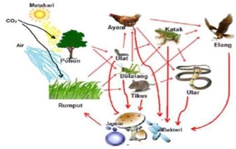 Komponen Biotik Yang Umumnya Menyusun Ekosistem Sawah Adalah Lengkap