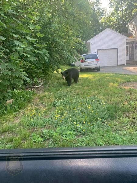 Black Bear From New Hampshire Currently Wandering Around In The