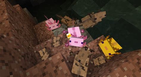 Minecraft Caves And Cliffs Axolotl Occurrence Usage