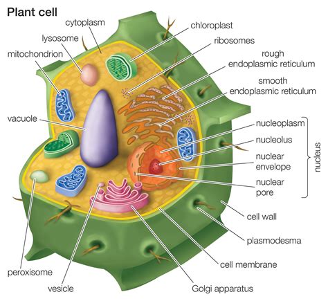 Plant cell and animal cell sketch. Draw a plant cell and label the parts. a. synthesize food ...