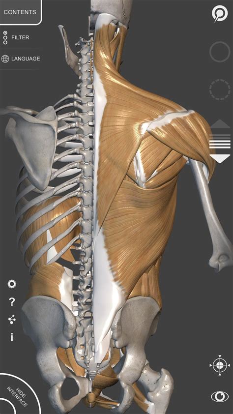 Maybe you would like to learn more about one of these? 3D Anatomy for the Artist for Android - APK Download