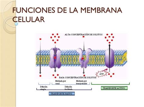 TRANSPORTE CELULAR A TRAVÉS DE LA MEMBRANA