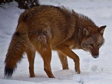 Coywolf Coyote Wolf Dog Hybrid Now In Millions Taking Over Us