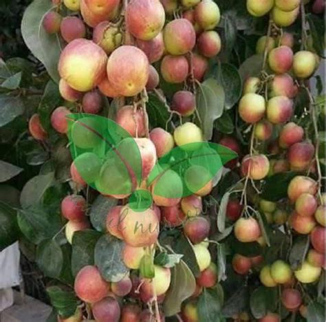 Well Watered Green Apple Ber Plants For Fruits At Rs 90piece In Dholka Id 26529182348