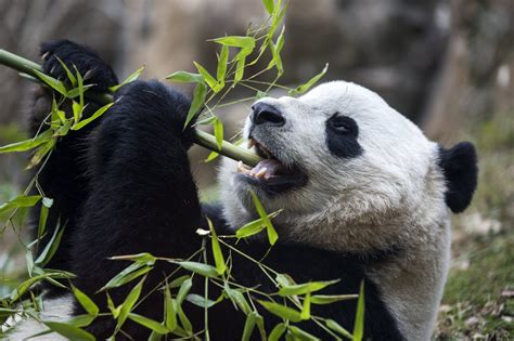 Dos Osos Panda Viajan Como Embajadores De China A Indonesia