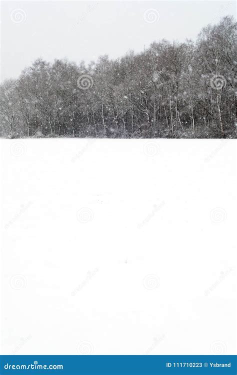 Trees And Meadow Covered In Snow During Snowfall Stock Image Image