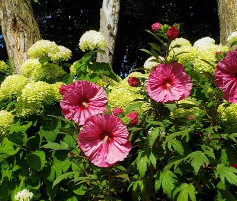 Hardy Hibiscus Tropical Flare In The Midwest Garden Knechts