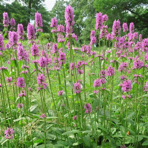 Florensis offers a wide range of perennials from seed and cuttings as young plants from our own we also offer smart product forms and perfect genetics which make perennial production easier for. Stachys named perennial plant of the year - Farm and Dairy