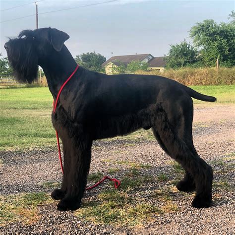 Giant Schnauzer Puppies For Sale In Texas Pudding To Come