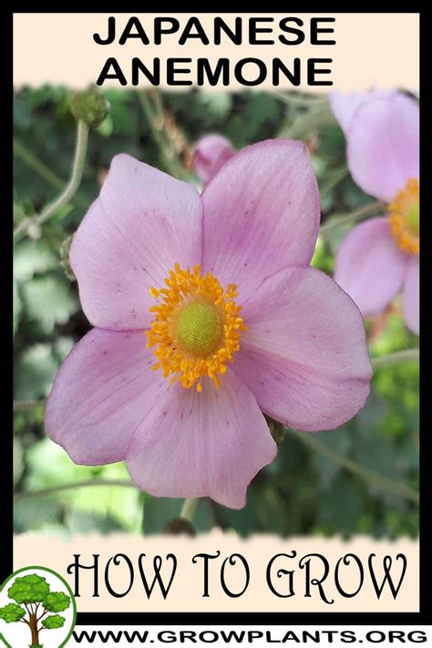 Japanese Anemone How To Grow And Care