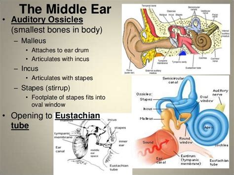 Anatomy Of The Ear