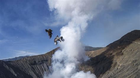 Photos Live Animals Thrown Into Volcano During Indonesias Kasada