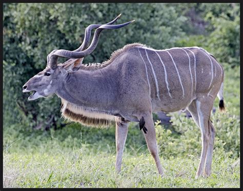 Kudu Male 1532 Do It Yourself Nature Travel