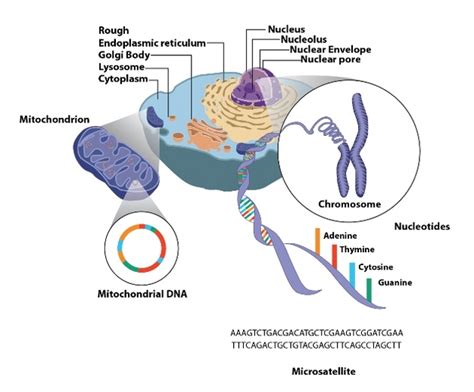 Scientists from the university of nottingham's frozen ark project have now collected over 1000 gametes, cells and dna from endangered animals. Mitochondrial (mtDNA) & Nuclear DNA - The Molecular ...
