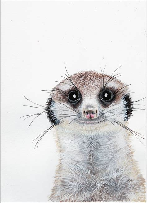 Meerkat Painting At Explore Collection Of Meerkat