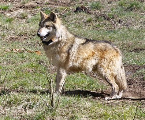 Historic Cross Fostering Involves Wolves From Here Endangered Wolf Center