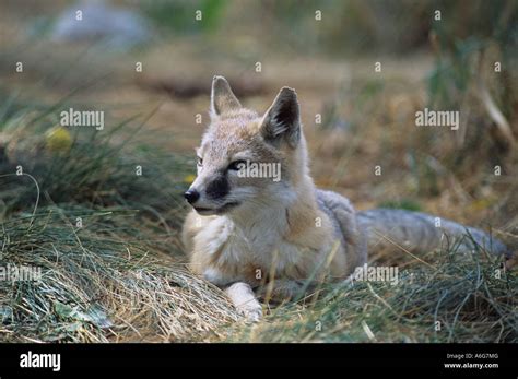 Swift Fox Vulpes Velox Resting On Grass Alberta Canada Stock Photo