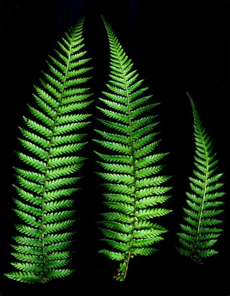 500 Fern Pictures Hd Download Free Images On Unsplash