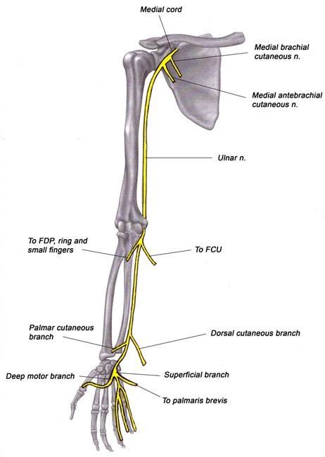 All Things Ulnar Nerve Diagram Quizlet