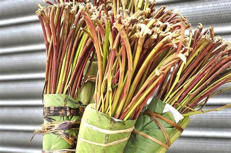 Khat that is sold and abused is usually just the leaves, twigs, and shoots of the khat shrub. Leaders call off protest on Somalia miraa ban - Idman news