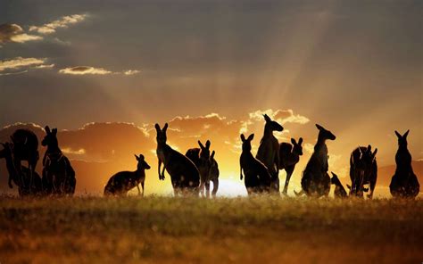 4k Animals Sunset Wallpapers High Quality Download Free