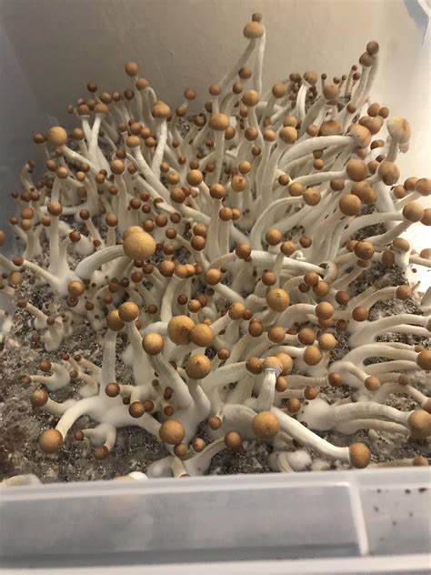 [Actives] First time, Golden Teachers : r/MushroomGrowers