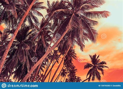 Tropical Coconut Palm Trees On The Ocean Beach During
