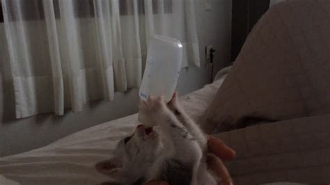 Cute Cat Princess Drinking Her Milk Youtube