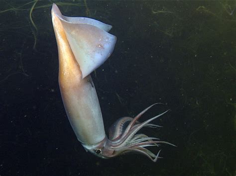 deep sea squid communicate with glowing skin npr a humboldt squid shows its colors in the