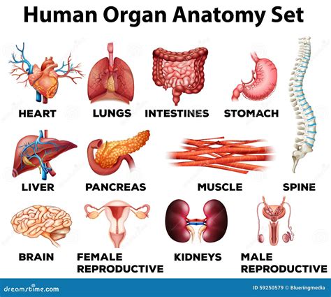 Grupo Da Anatomia Do órgão Humano Ilustração Do Vetor Ilustração De