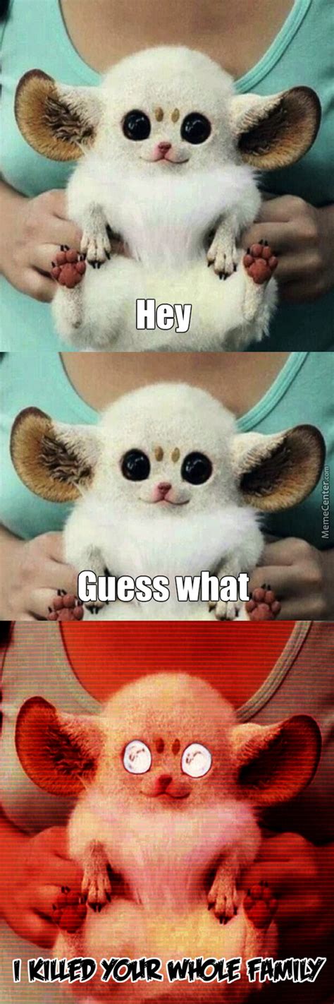 Cute Animal Memes Best Collection Of Funny Cute Animal