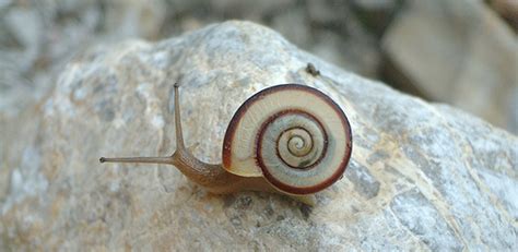 Research News Twisted Sex Allows Mirror Image Snails To Mate Face To