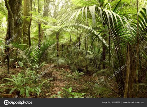 Tropical Jungle Forest Stock Photo By ©stillfx 181119558