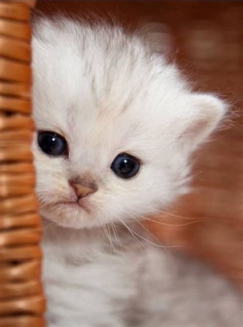 A White Kitten With Blue Eyes Peeking Out From Behind A Wicker Basket